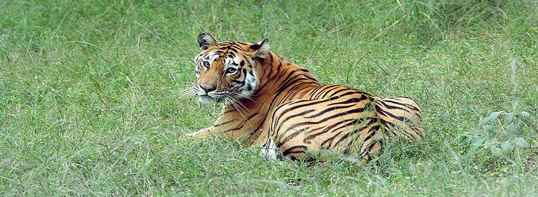 Jim Corbett National Park Jim Corbett National Park